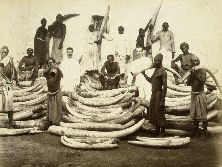 Ivory Trade Late 19th Century